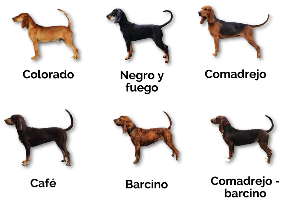 Home 8 colores1