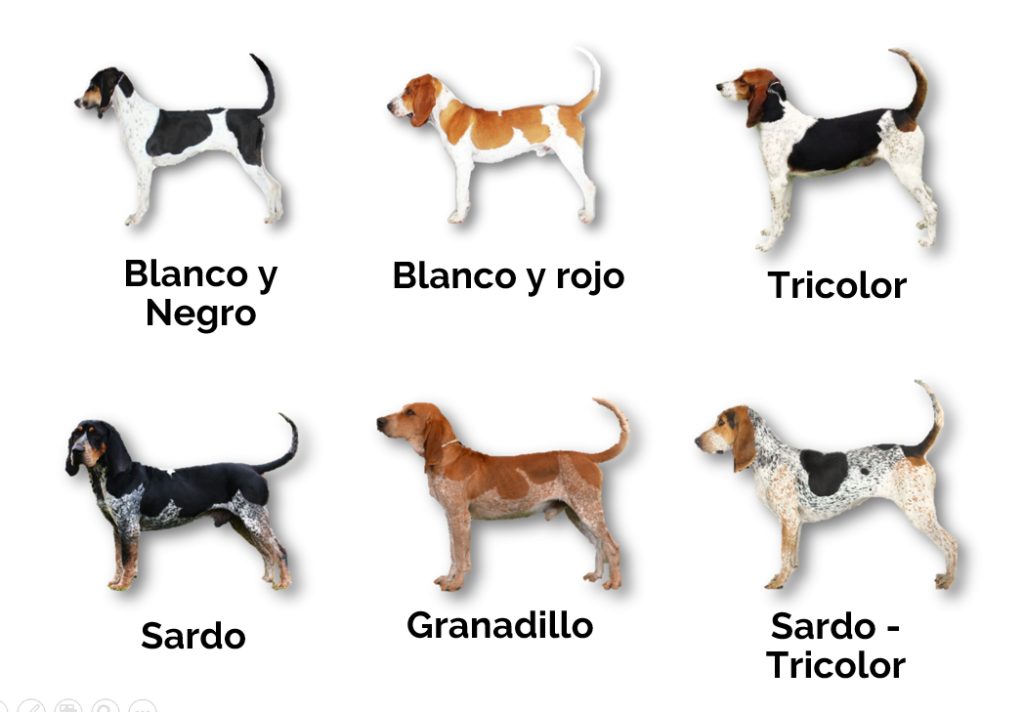 Home 7 colores2